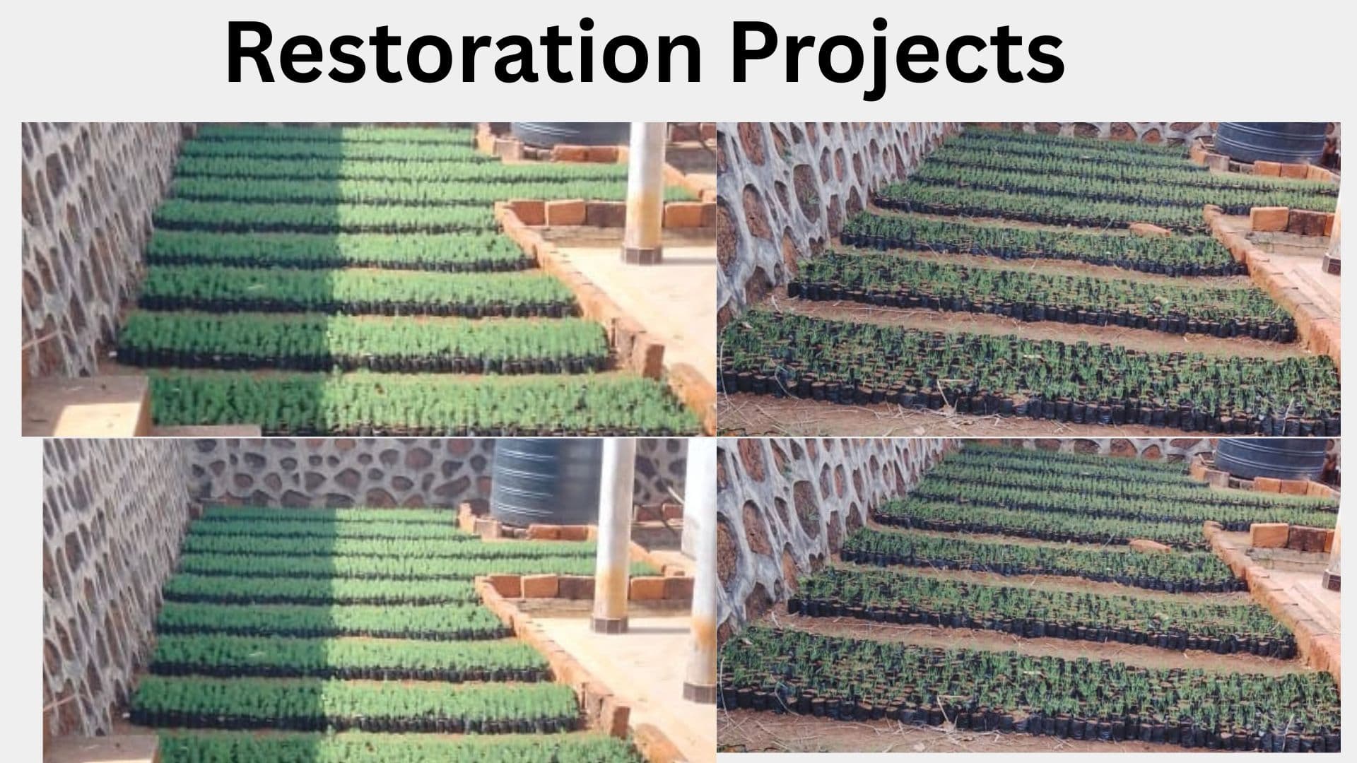 A collage of four photos showing rows of tree seedlings in nursery bags for the restoration project in Kibondo, Kigoma, Tanzania